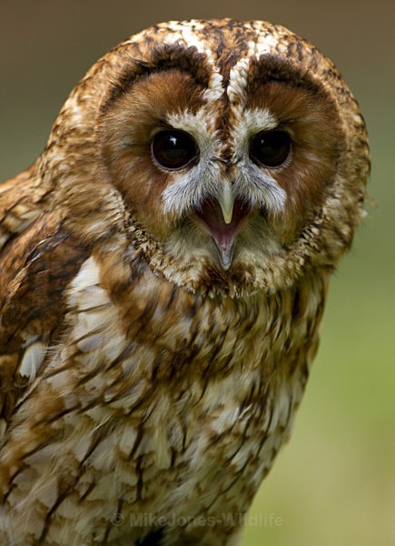 TAWNY OWL - TAWNY OWL