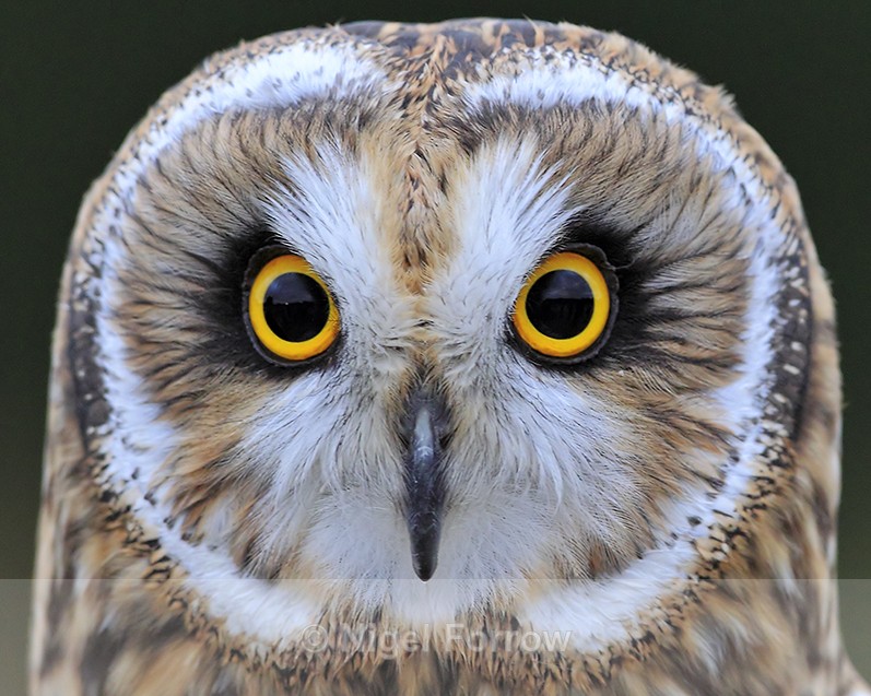 Close-up of Short-eared Owl - Short-eared Owl