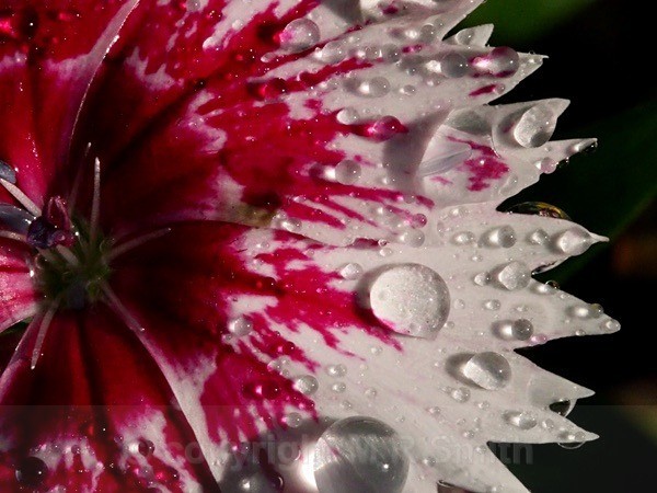 Dianthus After Rain - MACRO & CLOSE UPS