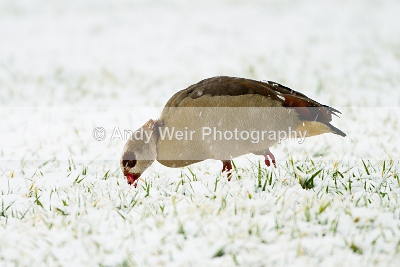 20101129-3515 - Egyptian Goose