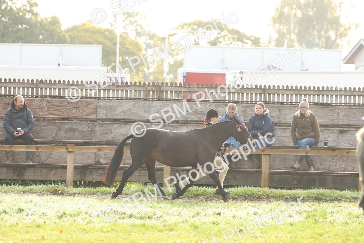 SBM_54819 - S39 - Starters In Hand Showing