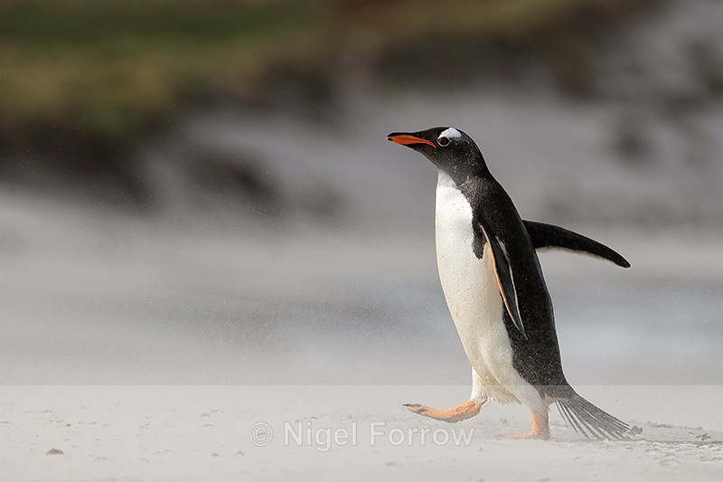 Gentoo Penguin walking, Leopard Beach, Carcass Island, Falklands - Gentoo Penguin