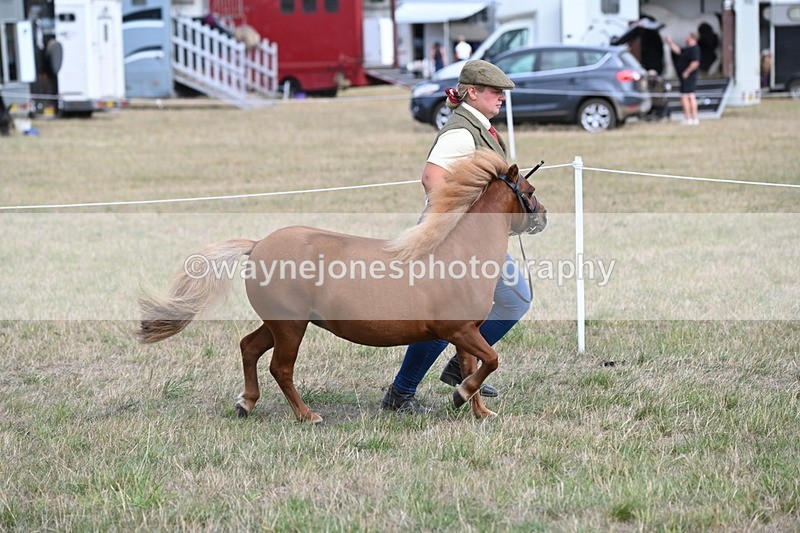WJ6_6874 - Class 21 Shetland & Mini Horses