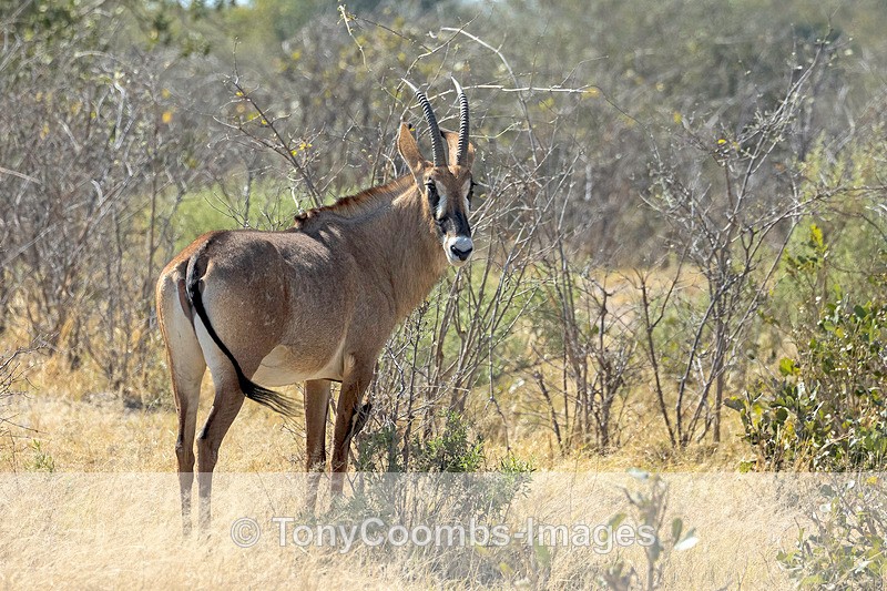 Roan Antelope - Botswana ~ The Mammals
