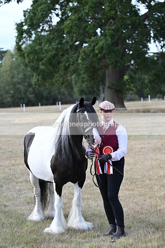 WJ7_8374 - In-hand Championship