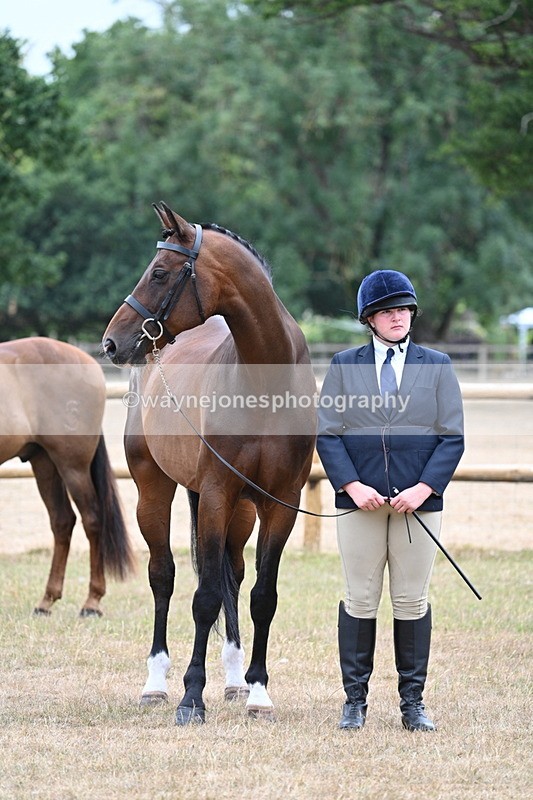 WJ7_9819 - Class 5a Most Handsome Gelding (above 14.2hh)