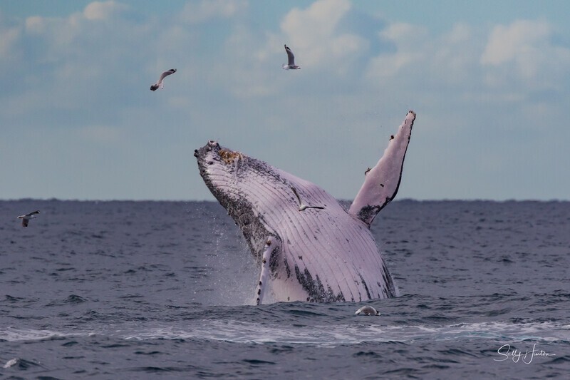 Humpback Ballet 5. 0A3A1176 - 2025 Whales
