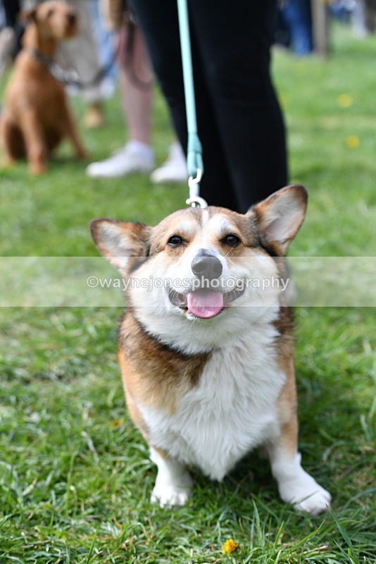 WJ5_9745 - Class 3 Most Handsome Dog