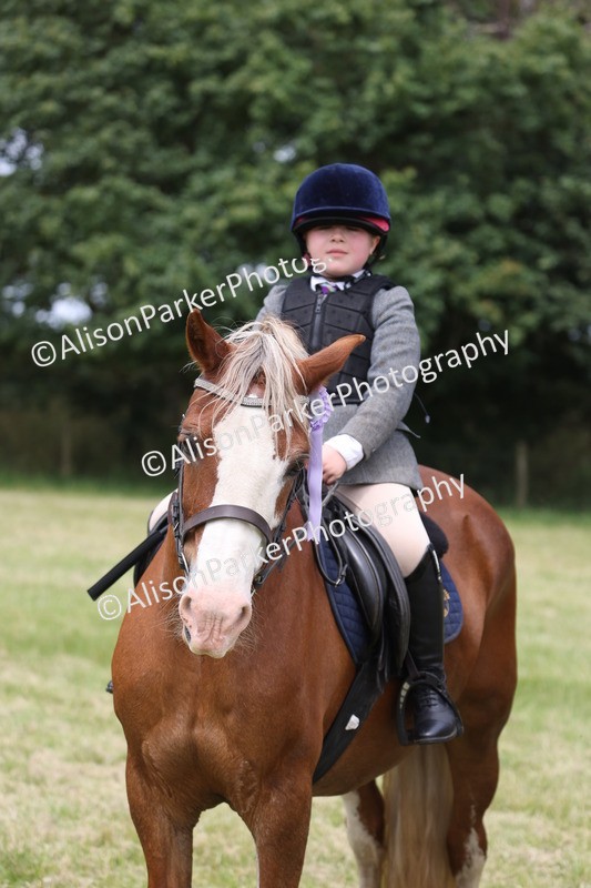 20260614-3214 - Class 22 - Open Working Hunter