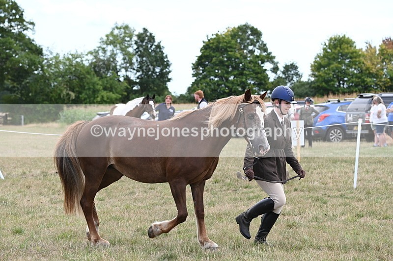 WJ6_6159 - Class 19 In-hand Veterans (Uploaded correct folder)