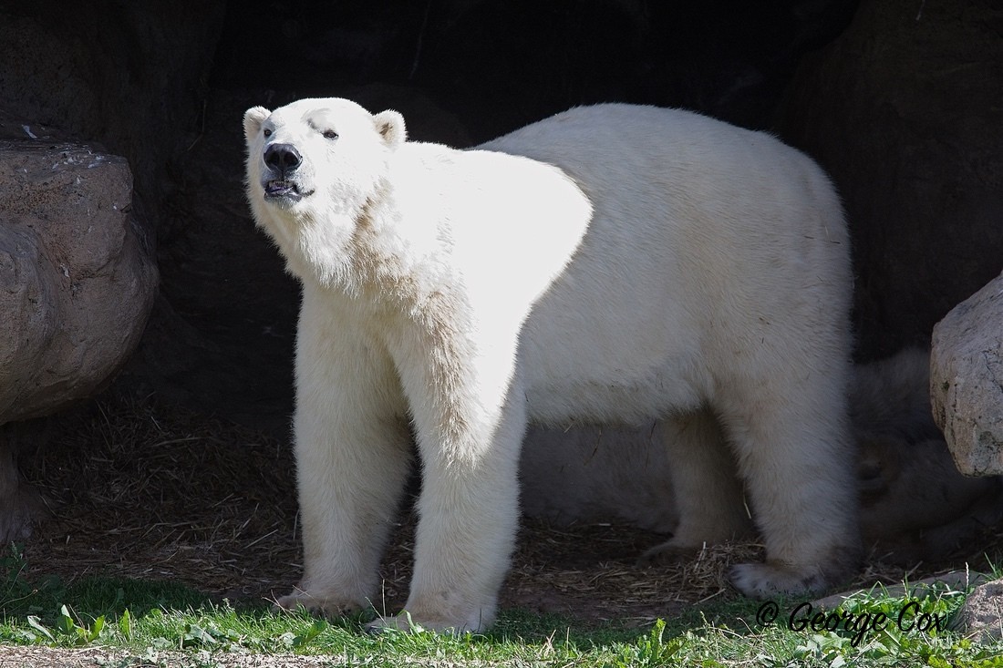 Polar BearGeorge Cox - Yorkshire Wildlife Park