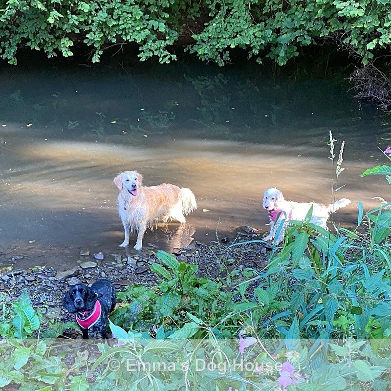  - Dogs