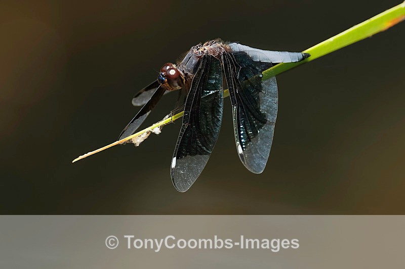 Lucia Widow - Victoria Falls