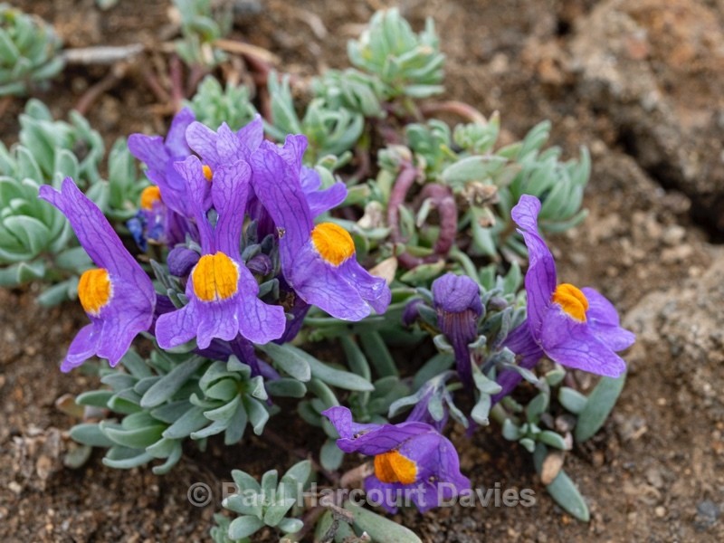 Alpine toadflax (Linaria alpina) - Wild Flowers