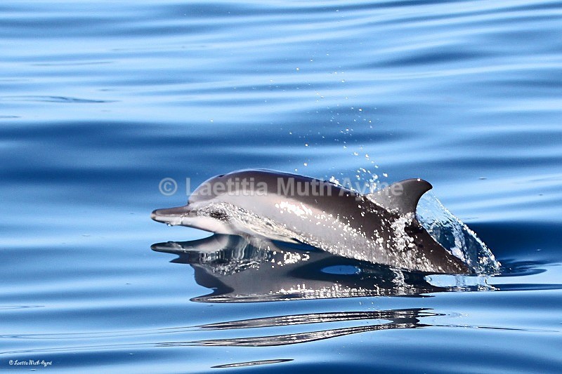 IMG_2816 Mayotte - Marine wildlife