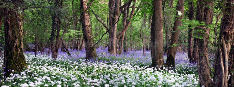  - Woodland scenes & flowers