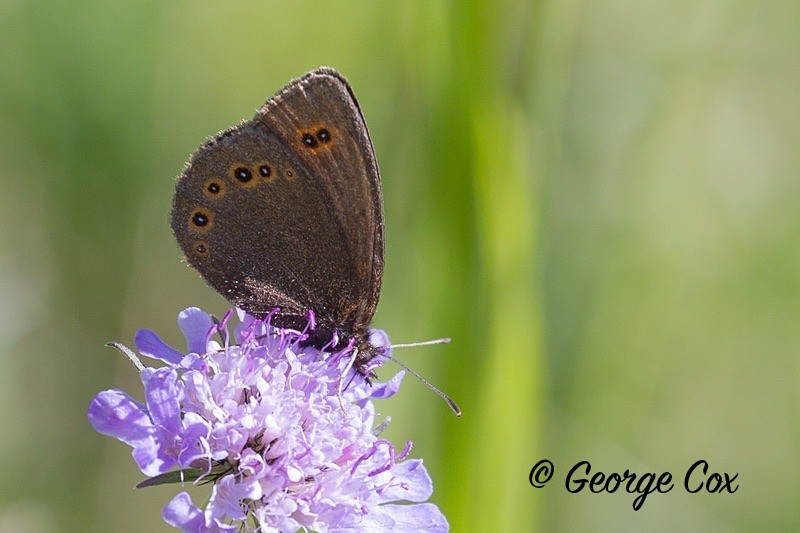 ringlet pyrenees