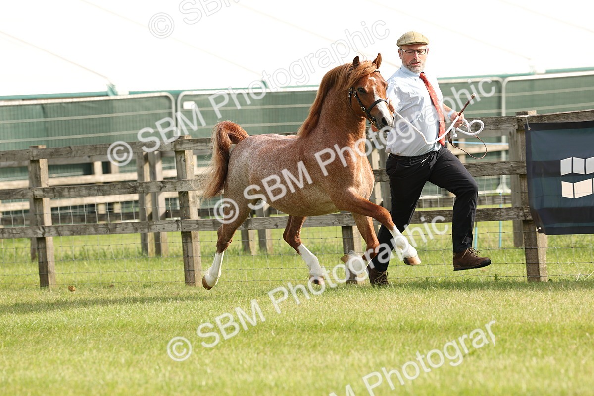 SBM_00394 - Class 6-13 - Mountatin and Moorland In Hand Welsh Breeds