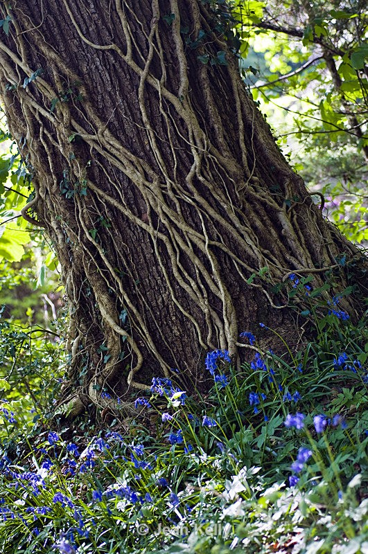 Tree- 8778 - Trees