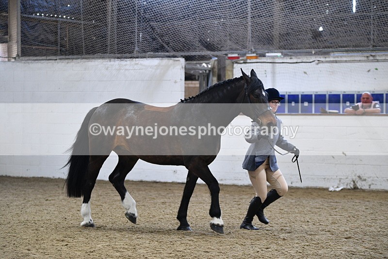 WJ5_4714 - Class 3 Part Bred In hand