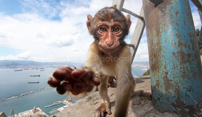Barbary Macaques on the Rock of Gibraltar - Barbary Macaques at the Rock of Gibraltar