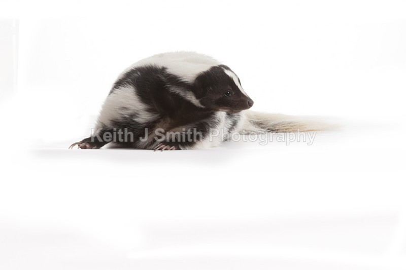 2SKJ8995 - Roaming Reptile Show. II