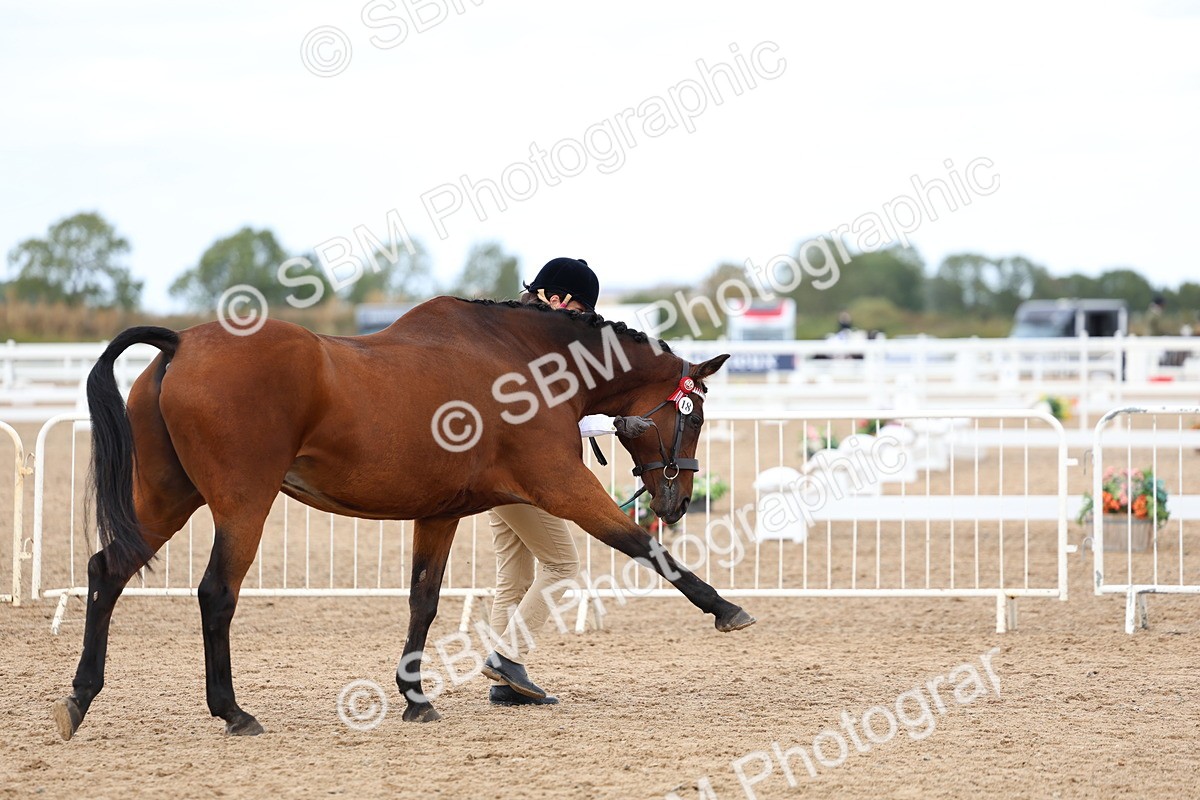 SBM_04507 - Class 26 - IH Foreign Breeds - Part Bred