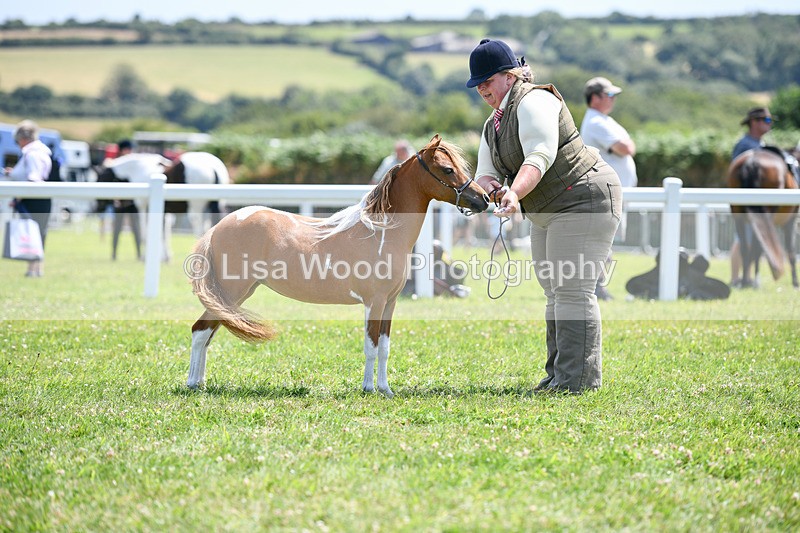 DSC_7336 - Class 62: Coloured Pony Youngstock