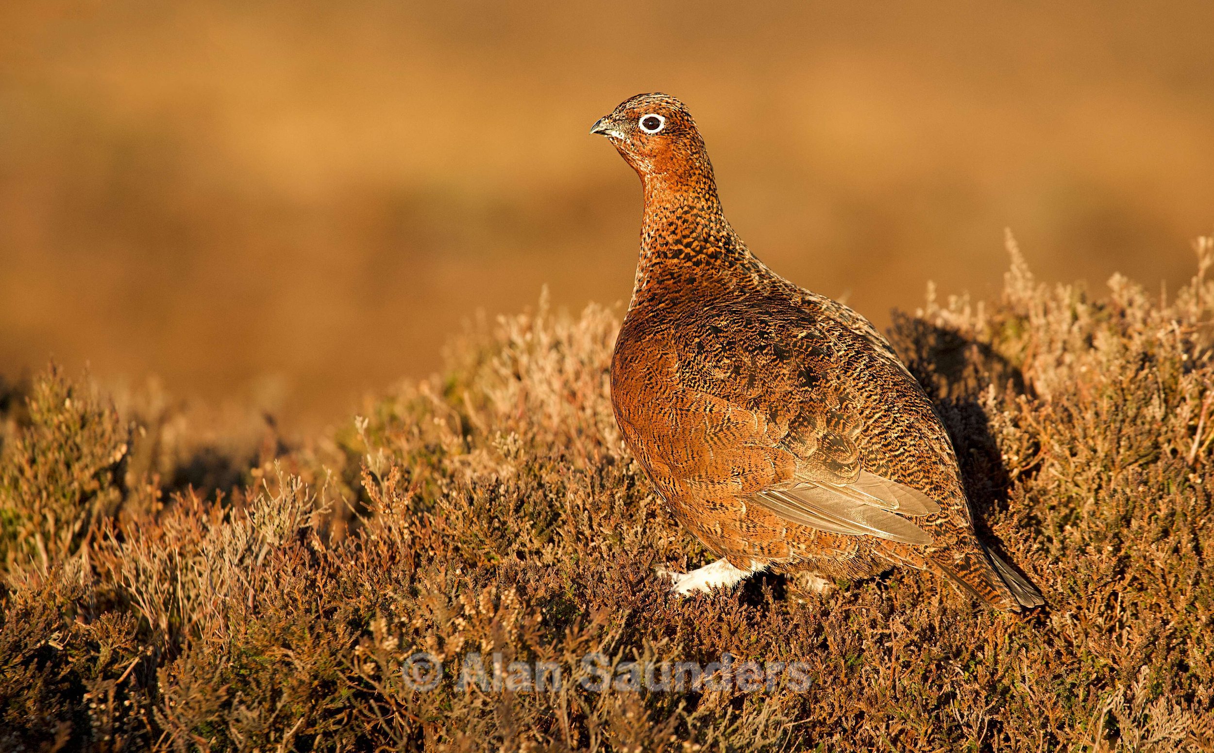 Red Grouse 3