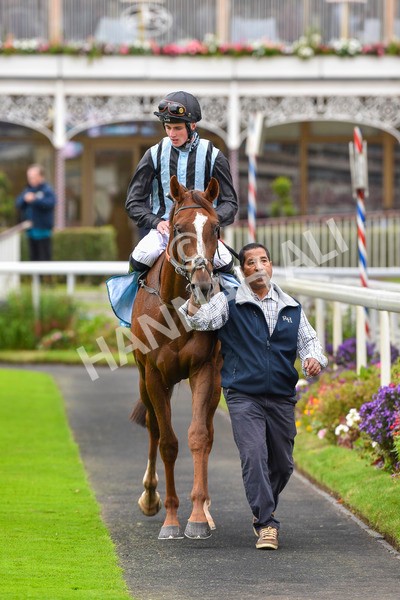 230923-Race 2-Palamon-6089 - Race 2 2.35pm jigsawsportsbranding.co.uk Handicap
