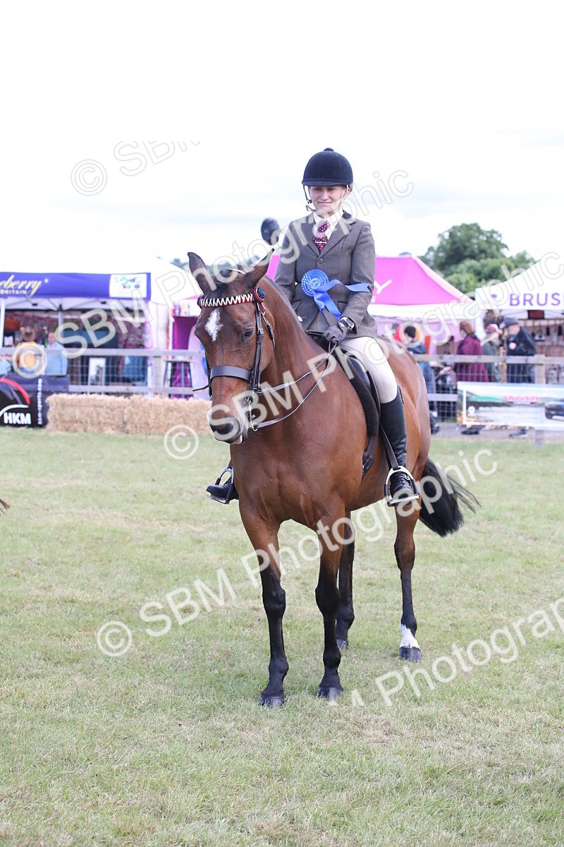 SBM_13267 - Class 95-96 - LIHS BSHA Rising Star Hack Riding Horse