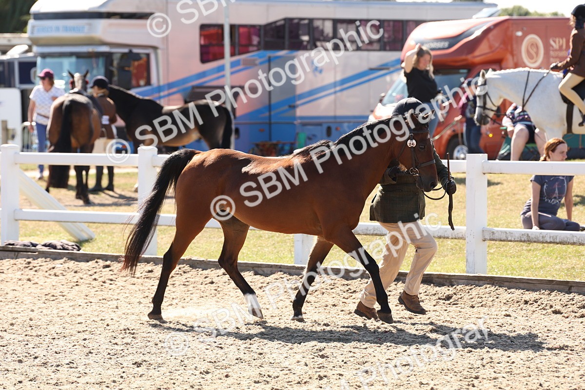 SBM_13887 - Class 205 - IH Show Pony - Show Hunter Pony