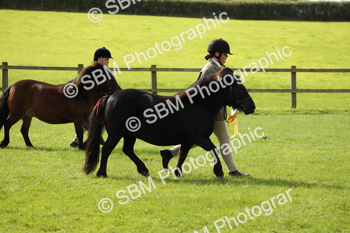 SBM_62892 - S46 - Mountain & Moorland In Hand Small Breeds