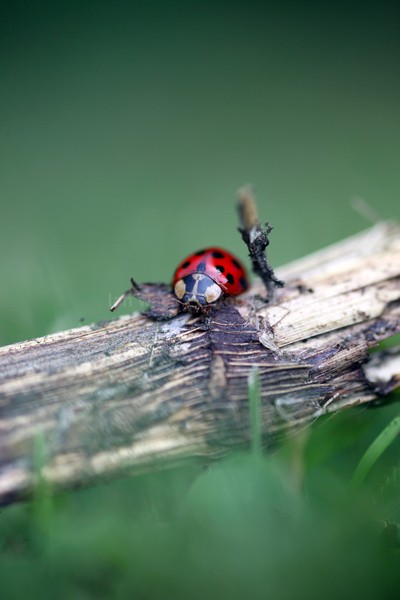 Insects _ AN 028 - Insects & Snails, Great Britain