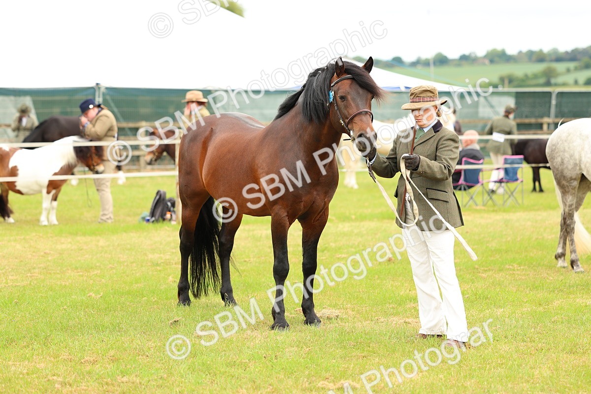 SBM_04230 - Class 64-67 - Shetland Pony In Hand