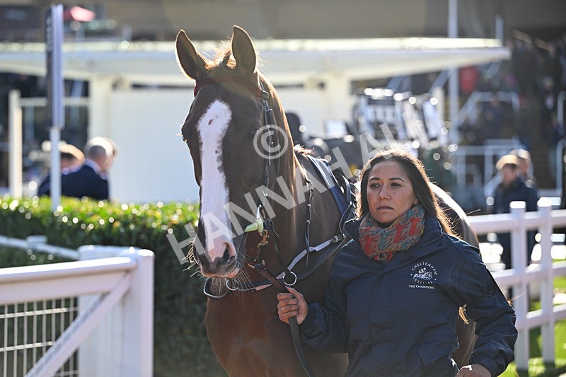 251025-Race 3-Backmersackme-8101 - Race 3