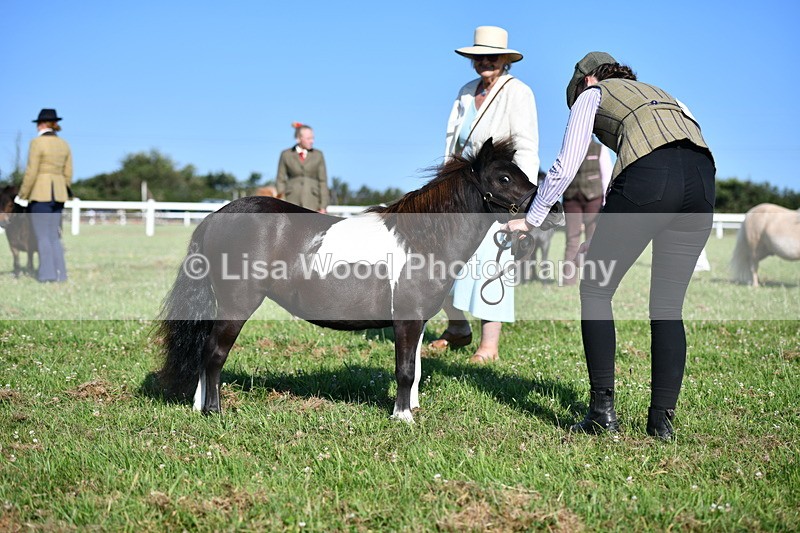 DSC_5672 - Class 49: NPS Shetland Youngstock