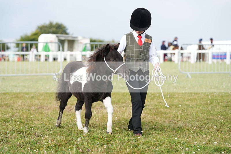 DSC04465 - Classes 44 & 45: NPS M&M Brood Mare and Foal
