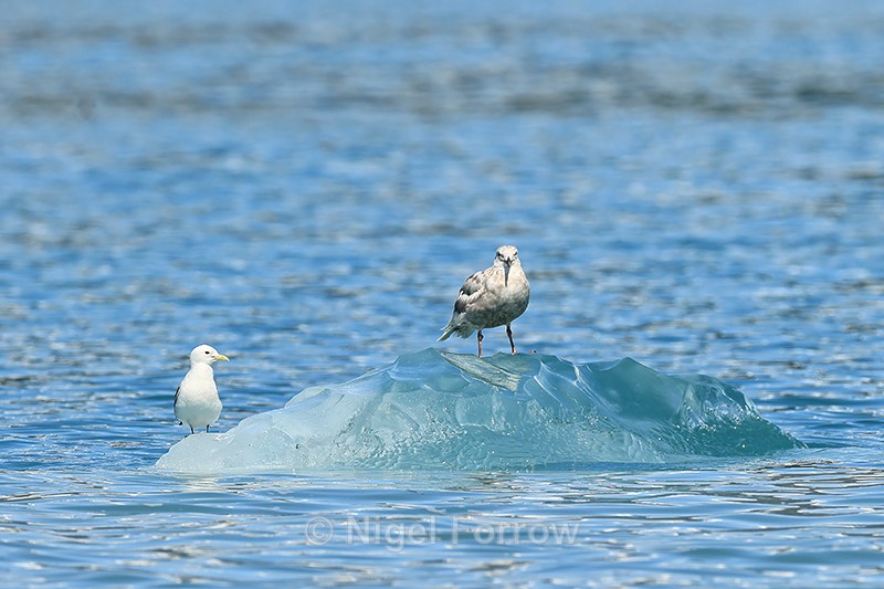 Glaucous-winged Gull (juvenile) & Kittiwake on ice block, Alaska - Glaucous-winged Gull
