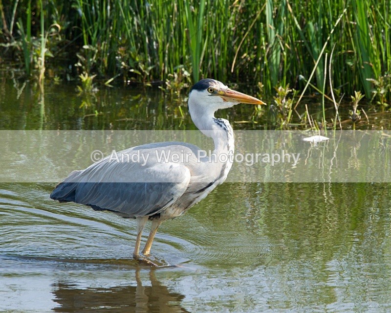 20110422-IMG_4683 - Grey Heron