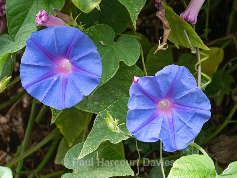 Morning glory (Ipomea purpurea) . - Flower Portraits