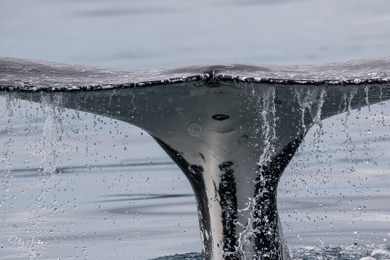 Fluke Splash 6