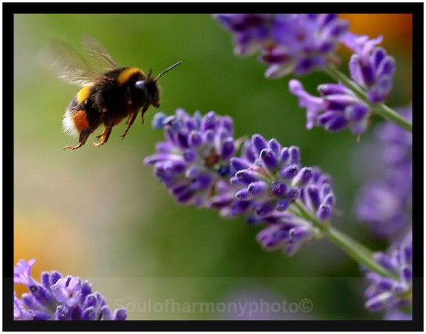 Bee & Lavender - Invertebrate's Macro