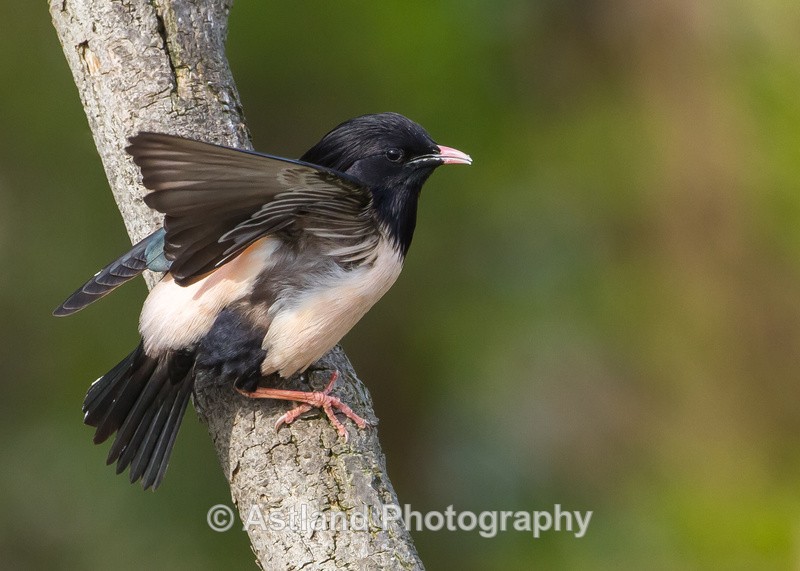 Astland Photography, Bird and Wildlife Images, Susan and Peter Wilson, U.K.