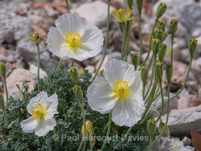 Alpine poppy (Papaver alpina ) - Flower Portraits