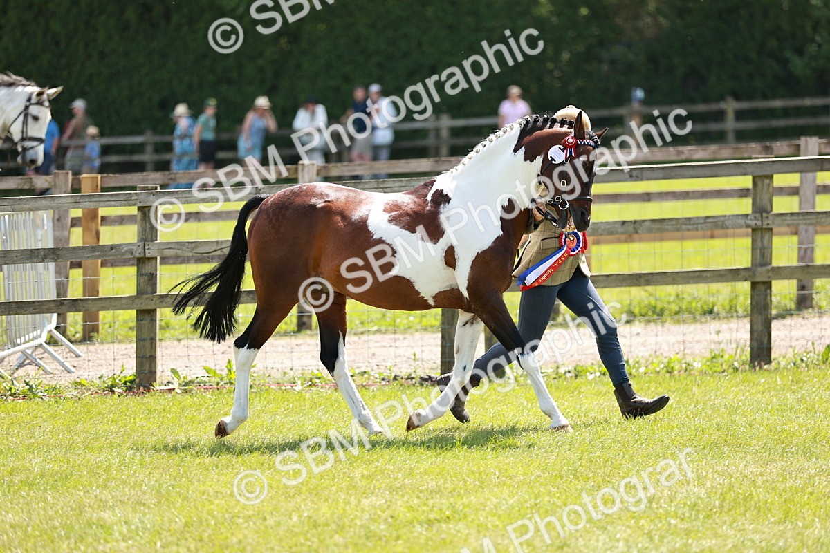 SBM_05492 - Class 41-45 - Riding Pony-Hunter Pony Breeding