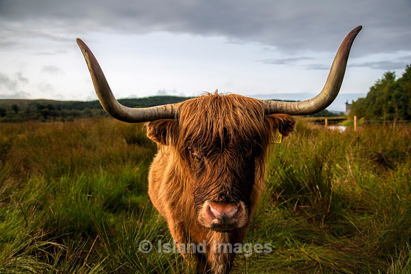 Katy Coo - Highland Cows