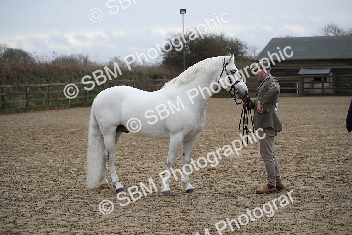 SBM_004040 - Class 1-4 - Young Stock classes Inc. In Hand Championship