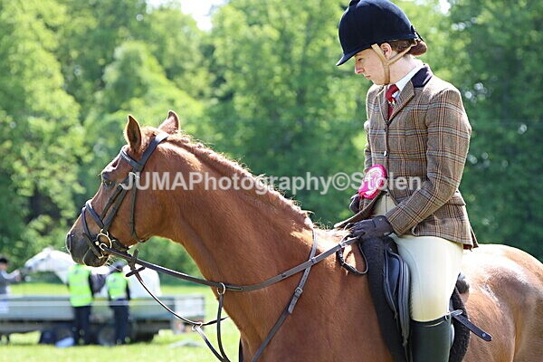 IMG_3470 - Working Hunter