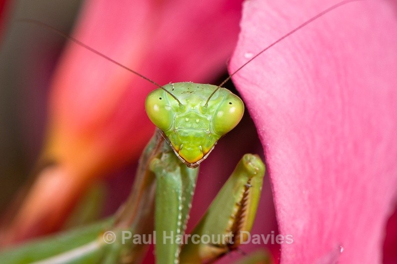  - Bugs: Macro insects